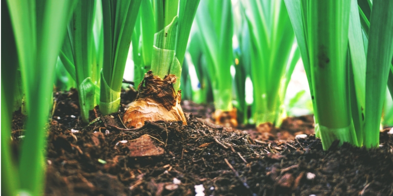 土壤分析 土壤分析