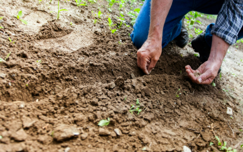 土壤、肥料以及作物的氮含量